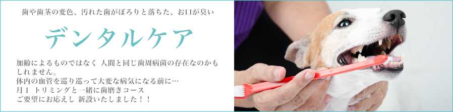 デンタルケア
